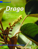 Drago - application/pdf