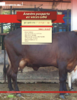 Anestro posparto en vacas cebú, gran problema del trópico bajo - application/pdf