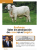 Brahman: líder de producción de carne en el trópico - application/pdf