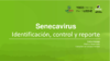 Senecavirus : Identificación, control y reporte - application/pdf