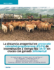 La distancia anogenital en protocolo estradiol/progesterona (E2/P4) de inseminación a tiempo fijo (IATF) en cruces con ganado Simmental - application/pdf